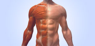 Muscular system