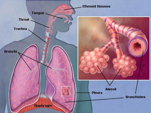 Parts of lower respiratory tract