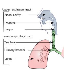 Upper respiratory tract