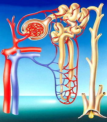 Kidney blood filtration system