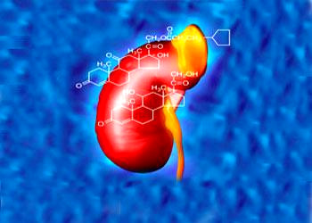 The kidneys secrete a variety of hormones