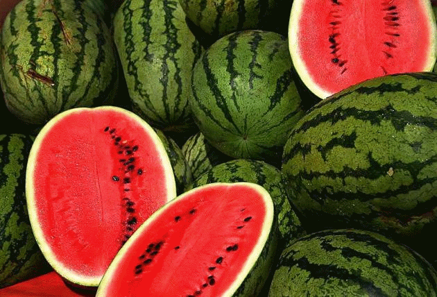 Improved variety of water melon