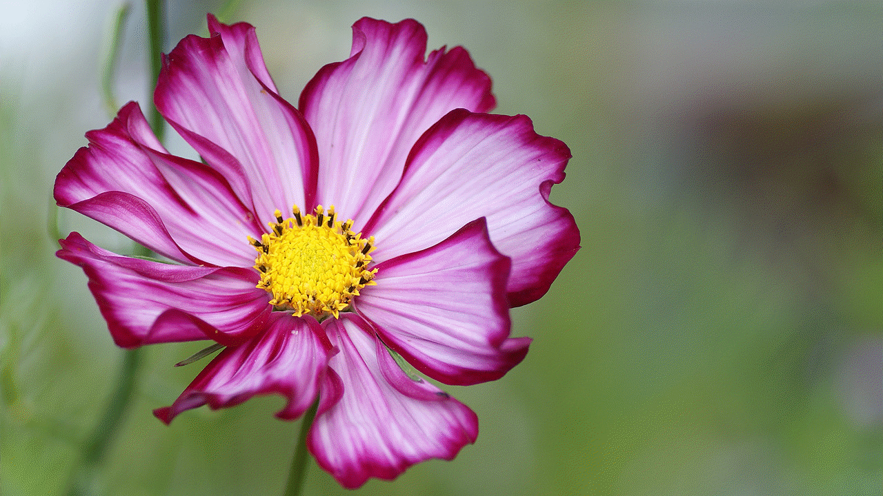 Plant breeding experiment