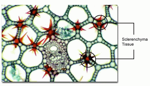sclerenchyma tissue
