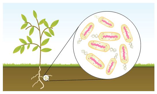 Nitrogen fixation