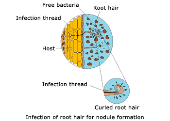 compatible (bacteria-host) partners