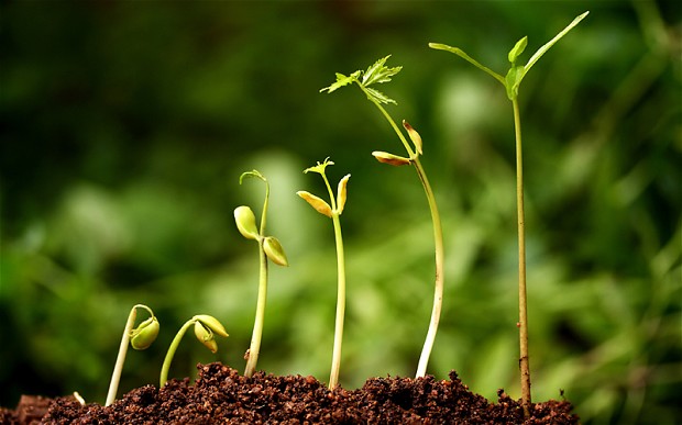 Stages of seed germination
