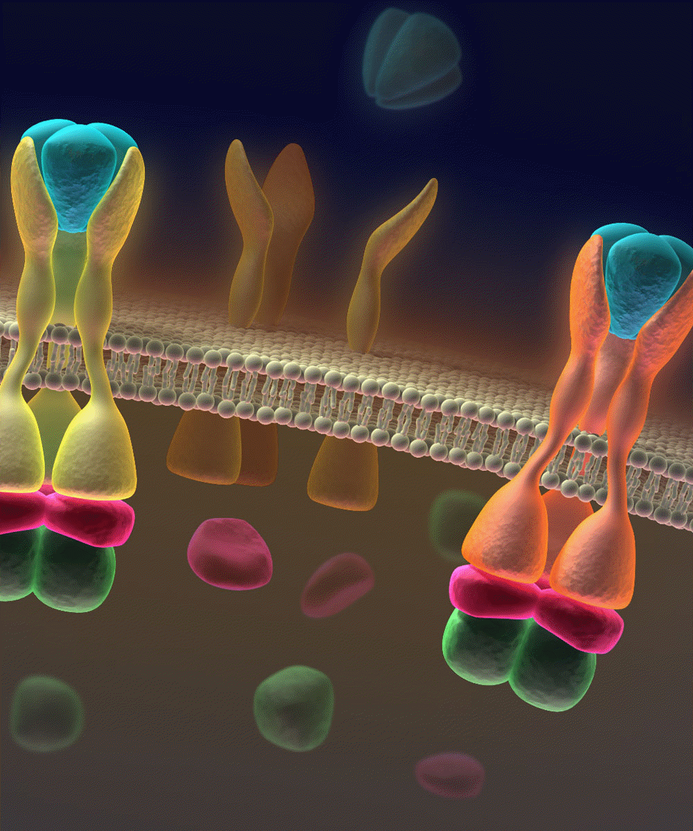 Signal transduction