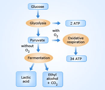 Fermentation of Sugar