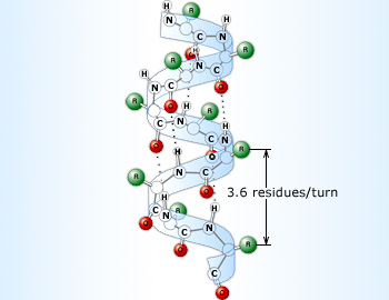 Nitrogen in protien structure