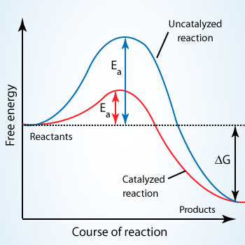 Enzymes