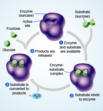 Enzyme-substrate Reaction