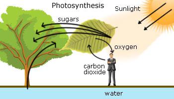 carbon dioxide cycle for kids