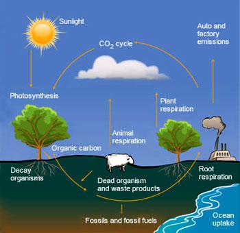 Carbon cycle