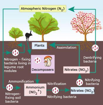 Nitrogen cycle