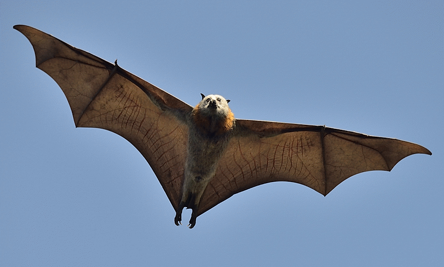 Bats use high frequency