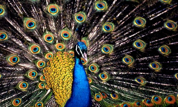 Magnificent Peacock 
