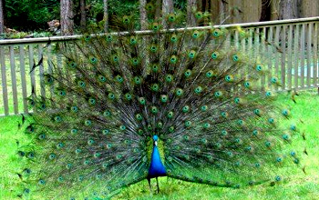 Peacock feathers with T - shaped Edges 