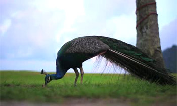 Peacock feeds on grains, leaves and plants