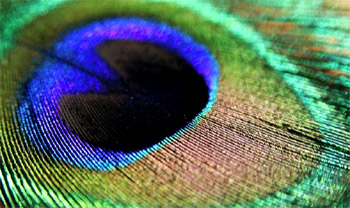 Bright Thin film colors of a Butterfly wing