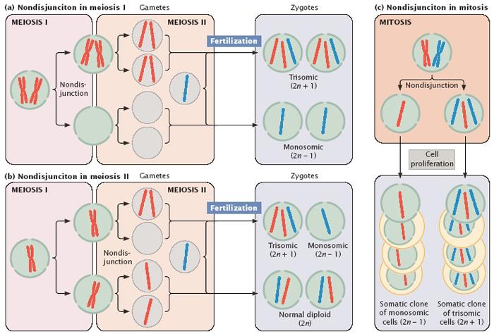 Зигота хромосом. Nondisjunction. Синдром Дауна мейоз. Синдром Дауна нарушение мейоза. Нарушение мейоза при синдроме Дауна.