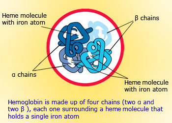 Structure of Hemoglobin